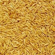 Hybrid Paddy Seeds